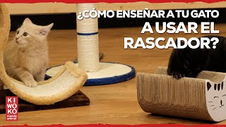 Cómo ENSEÑAR a tu GATO a usar el RASCADOR 😺 [upl. by Nerot]