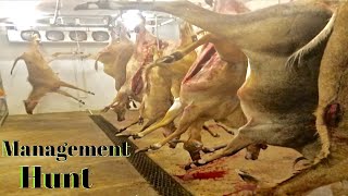 Nilgai Management  Meat Hunt [upl. by Flavia]