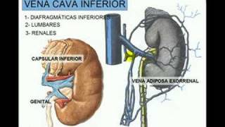 VENA CAVA INFERIOR 3 [upl. by Hamaso]