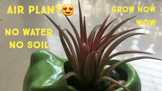 Air Plant  No soil No water Air purifier एयर प्लांट By Aakriti Vlogs [upl. by Melentha561]