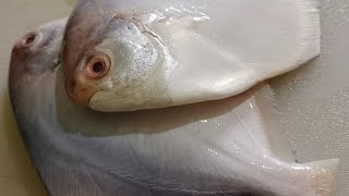 Pomfret fish fry fishfryrecipe fishrecipes fishfry fish fishcutting [upl. by Carlynne406]