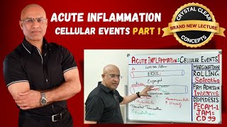 Acute Inflammation Cellular Events  Margination  Immunology  Part 1 [upl. by Nivej472]