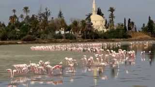 Phoenicopterus roseus Greater Flamingo  Larnaca salt lake Cyprus [upl. by Dnomar]