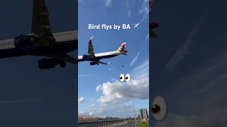 Bird 🦅flys around past BA flight at London Heathrow london planespotting shorts [upl. by Childs331]