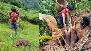 Wild boar trapping skills1 Phu boys lucky day when he trapped two wild boars  Triệu Phú Poor Boy [upl. by Halfdan]