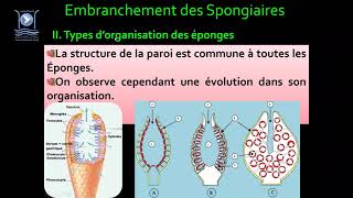 3Biologie des Org Animaux Embranchement des Spongiaires [upl. by Ari]