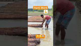 Farmers Hard Work on the FARM Jute Retting Techniques in Bangladesh farming farmlife farmers [upl. by Betta]