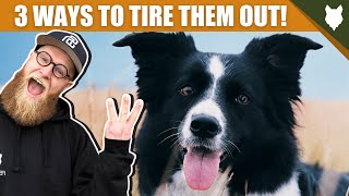 3 Tips To Tire Out Your BORDER COLLIE Puppy [upl. by Adleremse368]