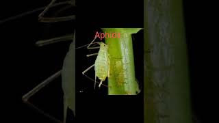 Mouth parts of Aphidsshortsviral shortsfeed entomology ytshortsVirdiScience [upl. by Assir]