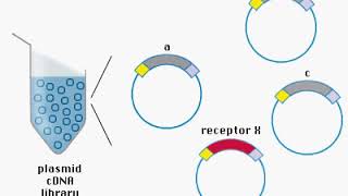 cDNA Library Animation [upl. by Jasik]