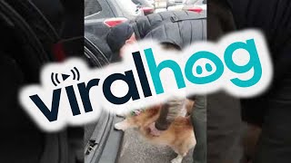 Corgi Refuses to Hop Into Car  ViralHog [upl. by Arabela118]