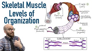 Skeletal Muscle Levels of Organization  Filament Basics [upl. by Aromat317]