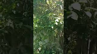 Bignay tree johnpingvlogs shortsvideo probinsya provincelife [upl. by Mychael704]