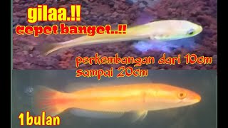 IKAN TOMAN XANTHIC setelah satu bulan [upl. by Claude]