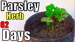 672 How to Grow Parsley From Seeds  Result of 62 Days  Winter Herb Urduhindi [upl. by Adnaw202]