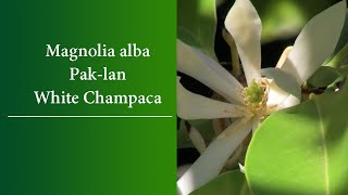 Magnolia alba The PakLan  White Champaca Bai Lan White Jade Orchid Tree or White Sandalwood [upl. by Lissak263]