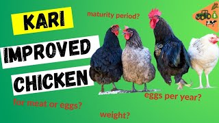 KARI IMPROVED Chicken Breed THE MORE PREFERRED by Kienyeji Chicken Farmers in Kenya [upl. by Vickey27]