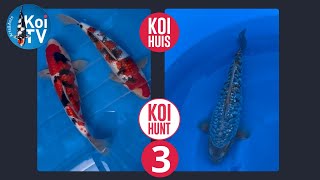 KOI TV  KoiHuis KoiHunt najaar 2024 deel 3 [upl. by Yraht361]