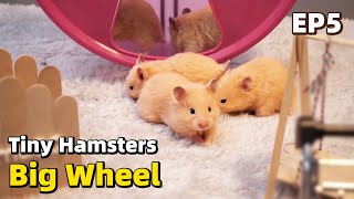 When Tiny Hamster Babies See a Big Wheel For The First Time [upl. by Caras]