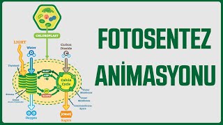 Animasyonlarla Biyoloji  Fotosentez [upl. by Fidellas52]