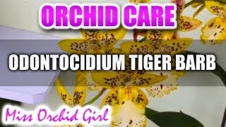 Orchid Care  Odontocidium Tiger Barb [upl. by Brina792]