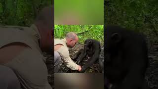 The Heartwarming Relationship Between A Man And A Chimpanzee shorts trending viral viralshorts [upl. by Eillehs735]