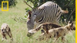 Un troupeau de zèbres fait face à une attaque de lycaons [upl. by Aikyn]