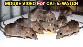 Ultimate Cat TV Mouse and Rat Sounds to Keep Your Cat Engaged Cats LOVE This Mouse and Rat Video [upl. by Spiegelman]