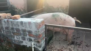 Pig farm video mdpigfarmhastinapur [upl. by Nho]