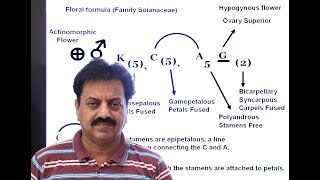 First Year  Chapter 9  Kingdom Plantae  Part 20  Family Solanaceae [upl. by Bak]