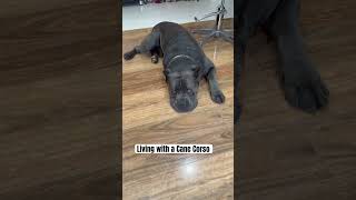 Cane Corso put to work dog corsolove mastiff life love cute e [upl. by Ayala830]