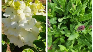 Beautiful March blooms in the garden Plants are leafing out and budded up viburnum salvia [upl. by Firmin]