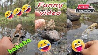 Catching frog funny make you laugh  funny animal video short  funny frog jumping lol [upl. by Laverna627]