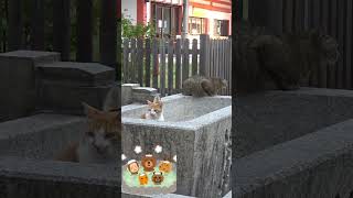 温泉に入っている猫！そう見えなくもないかなぁ～！😅😻 A cat in a hot spring😅😻 shorts 野良猫 cat＃子猫＃癒し＃公園 [upl. by Erastes]