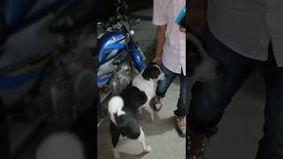 mountain street cross breed dog bobo trending viralvideo 2024 shorts foryou [upl. by Ann]