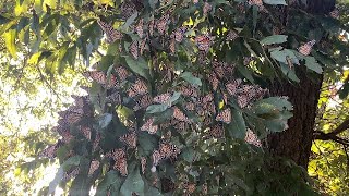 Monarch Butterfly Migration and Miscellaneous Butterflies and One Measly Moth [upl. by Nairam]