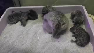 Baby Lesser Tenrec Compilation SERIOUSLY CUTE [upl. by Ateuqirne443]