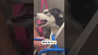 Dramatic husky ever music goldenretrieverfun goldenretriever bollywood funny dog puppymovie [upl. by Drofiar]