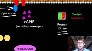 Signal Transduction Pathways [upl. by Hcirteid]