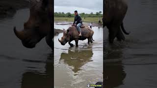 Rhinos help people cross muddy areas after heavy rain [upl. by Missi]