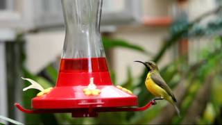 Sunbird Feeder [upl. by Highams]