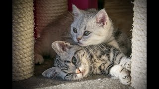 American Shorthair vs Domestic Shorthair Cat cat catlover [upl. by Layney]