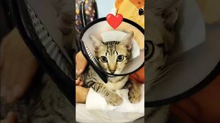 I will keep holding you tight ❤️😻 cute cat funny cuteanimals shorts [upl. by Dietrich681]