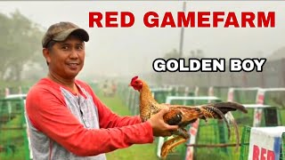 THE GOLDEN BOY RED GAMEFARM [upl. by Barmen714]