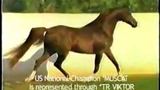 Muscat Nariadni son of Nabeg and sire of TR Viktor magic arabian stallions [upl. by Nonnel]