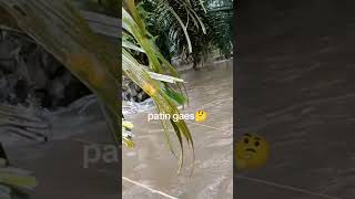 Banjir menjadi berkah [upl. by Twelve]