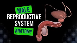 Male Genital System Internal amp External  Anatomy [upl. by Sulamith]