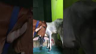 BEAUTIFUL COWS OF KIDDERPORE BISCUIT GALLI trending viral kolkatacows farmanimal [upl. by Rahs]