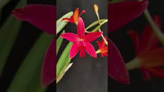 Slc Hsiang Yu Red Pearl Red Dragonfly cattleya orquideas orchid [upl. by Halle]