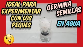 👉 Proyectos de HIDROPONÍA PARA NIÑOS y principiantes Germinación de semillas de forma hidropónica [upl. by Susann]